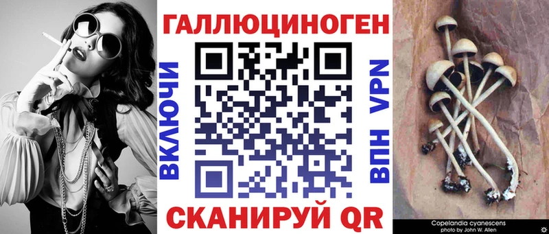 где купить наркоту  Ильский  Псилоцибиновые грибы Psilocybine cubensis 